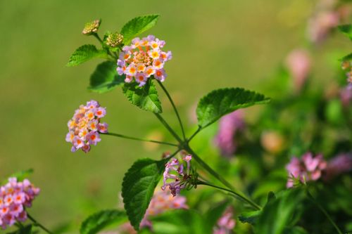 Free Colorful Lantana flowers in focus with a lush green background, showcasing nature's beauty. Stock Photo