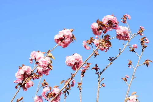 Free Vibrant cherry blossom branches with pink flowers against a clear blue sky. Stock Photo