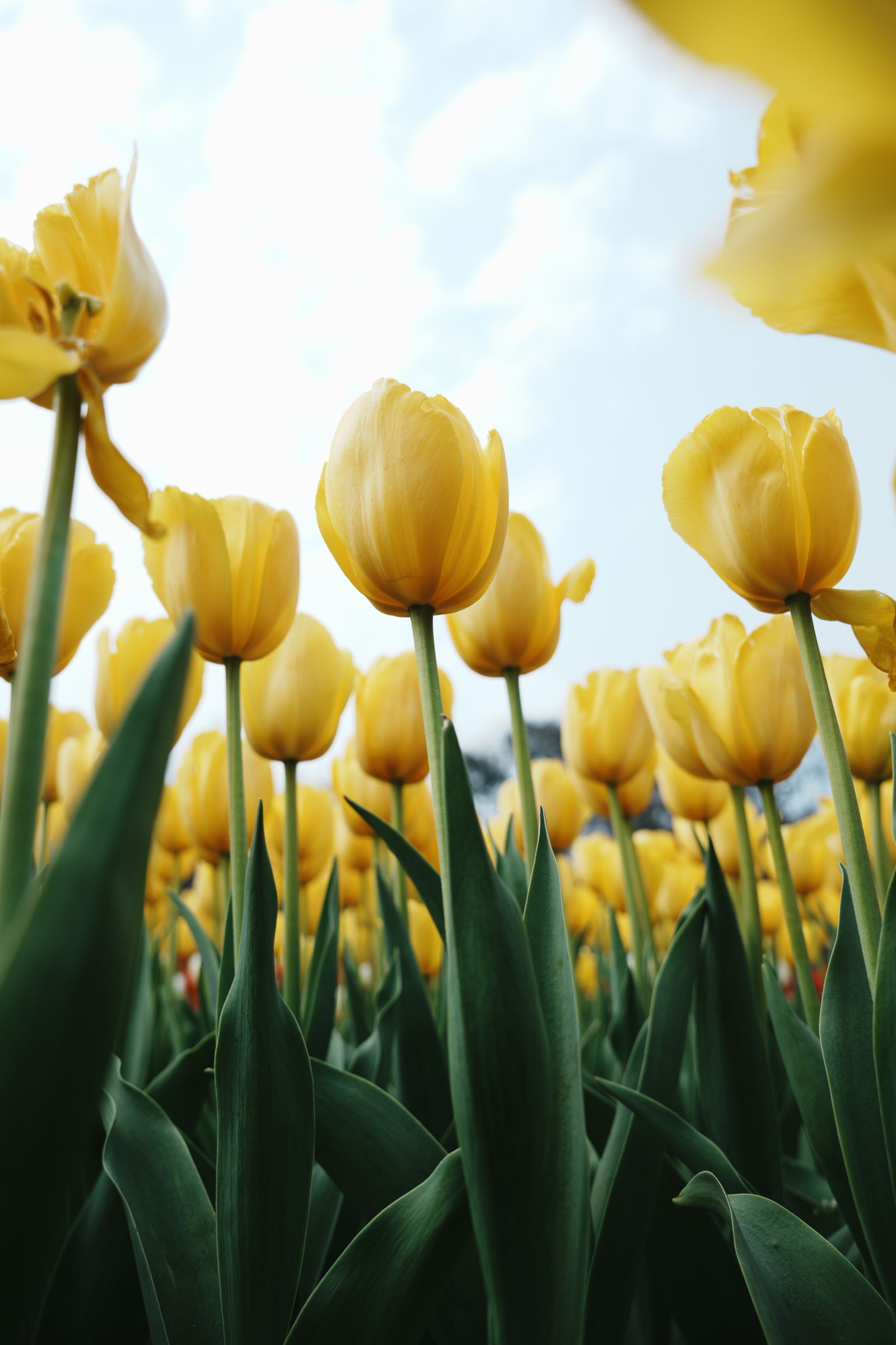 Yellow Tulip Flower Field during Daytime · Free Stock Photo