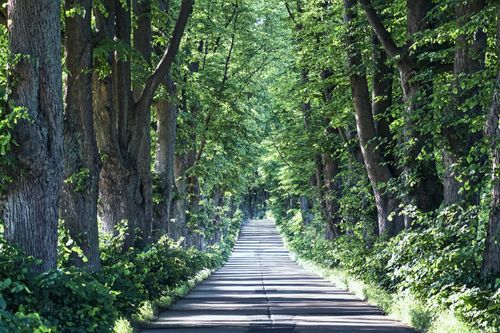 Free A peaceful tree-lined road in Krummin, Germany, bathed in summer sunlight, perfect for a scenic walk. Stock Photo