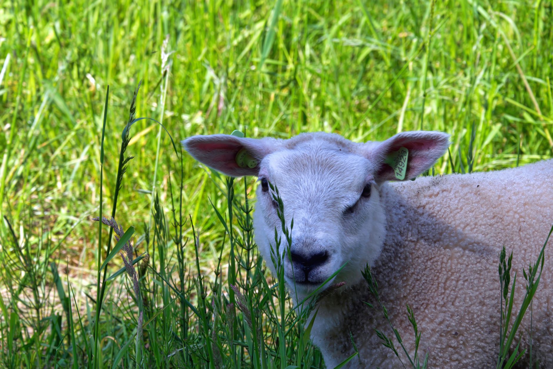 Healthcare and wellness consultation for a sheep