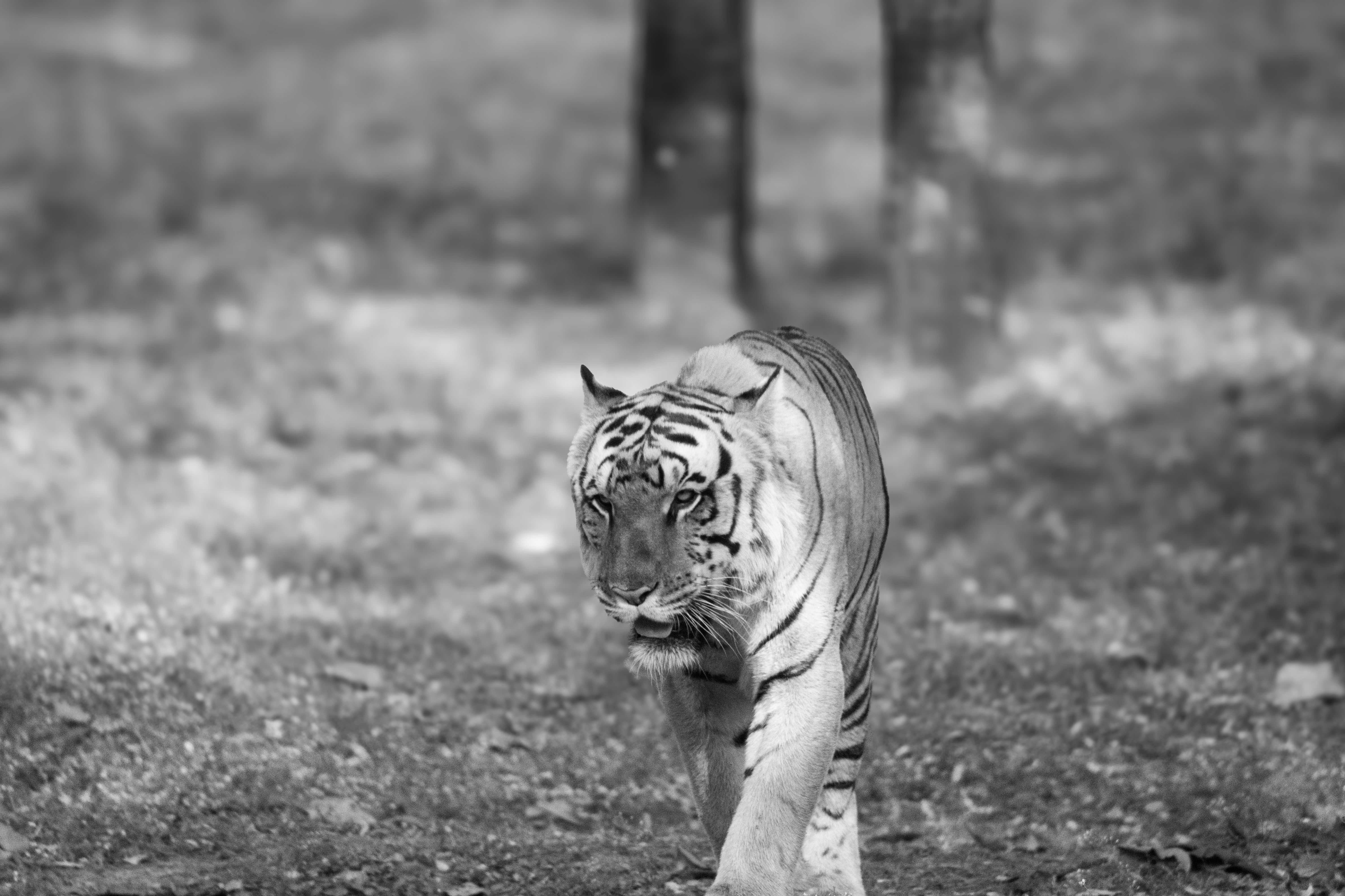 Kanha vs Bandhavgarh: Which Madhya Pradesh Tiger Reserve Is Better?