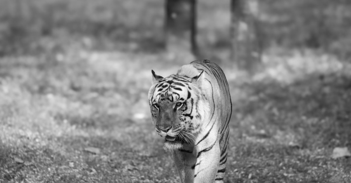 Kanha vs Bandhavgarh: Which Madhya Pradesh Tiger Reserve Is Better?