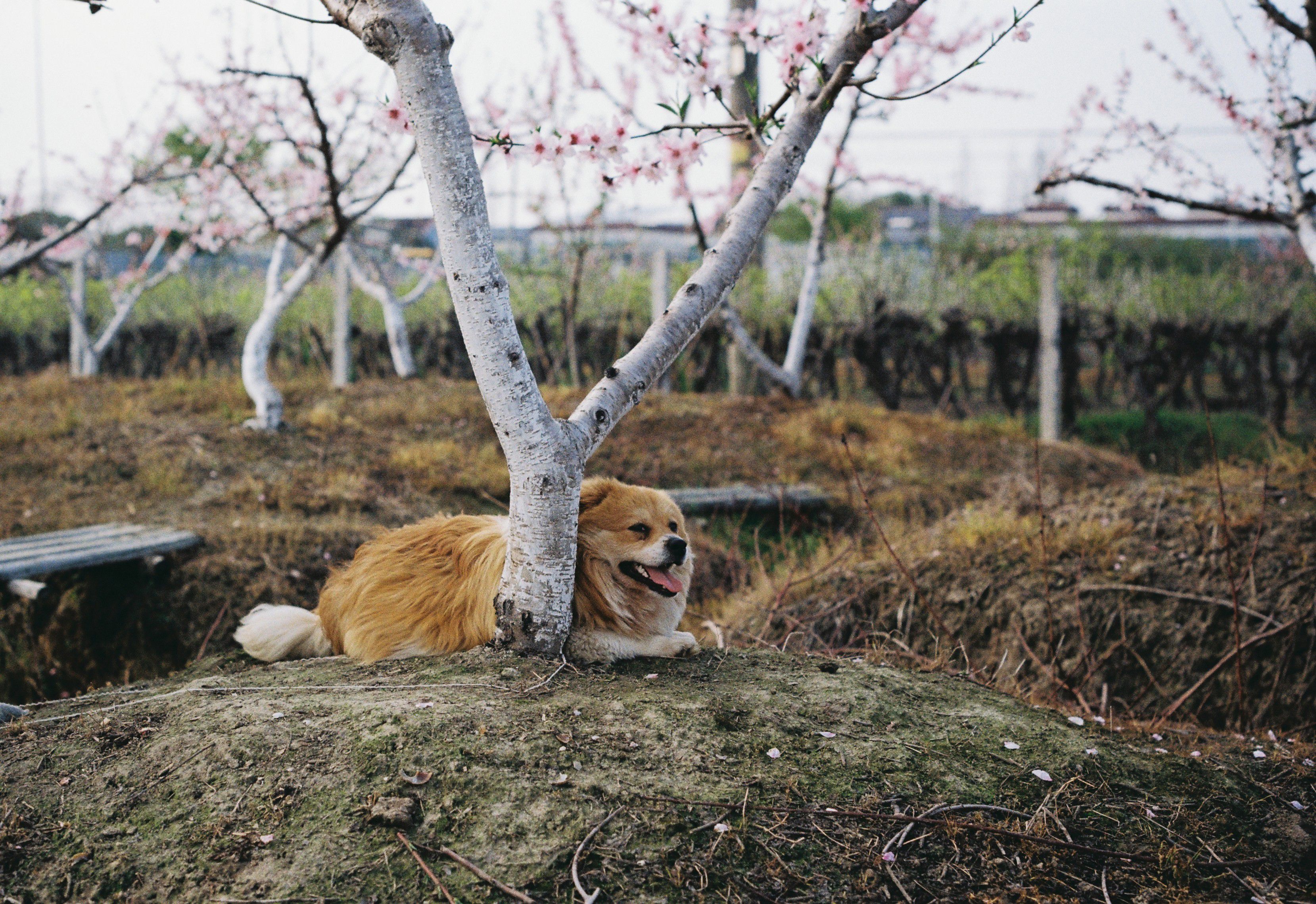 Corgi Relaxing Under Cherry Blossom Trees · Free Stock Photo