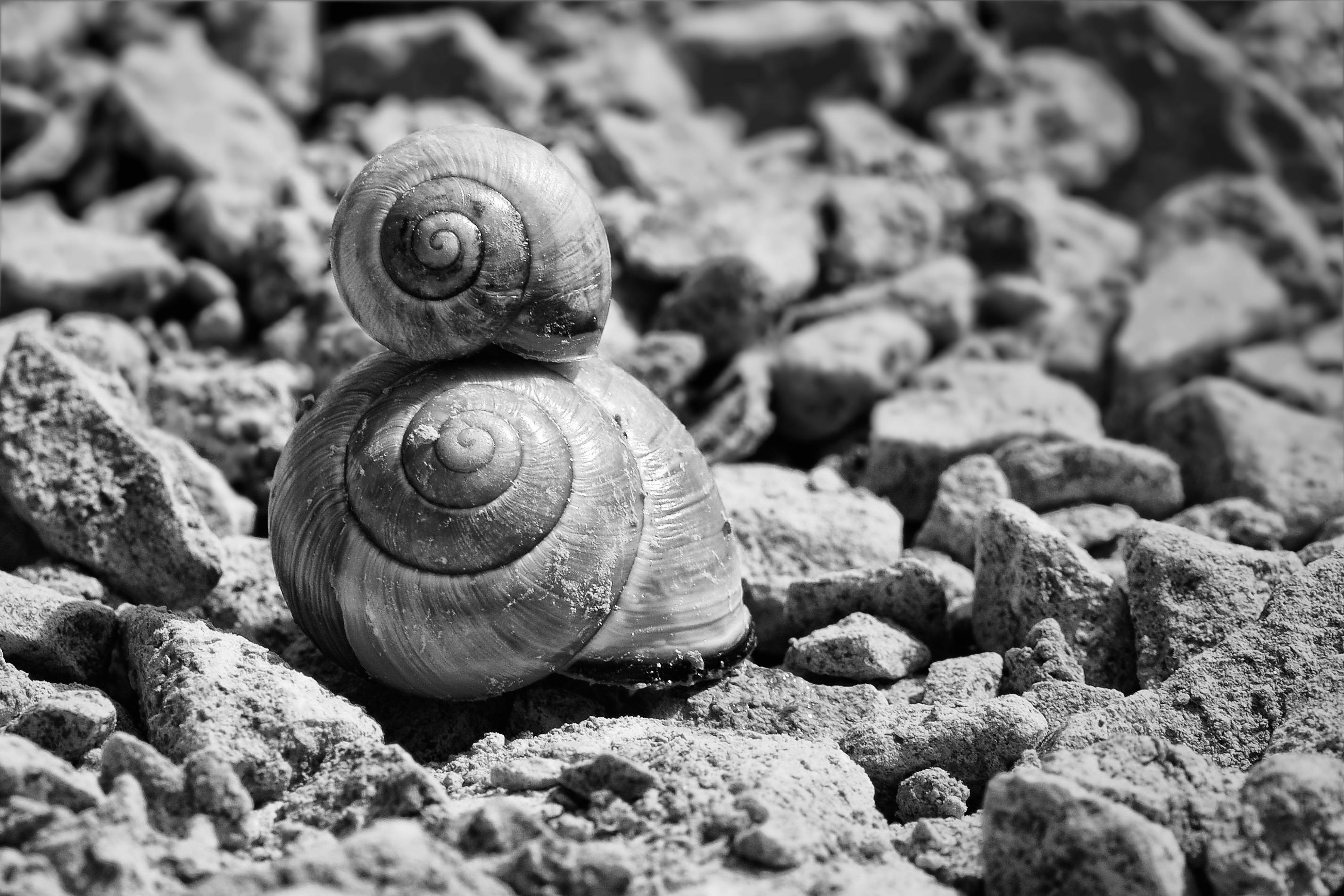 Free Stock Photo Of Black And White Garden Snail Nature