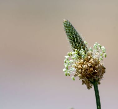 Macro photo of Plantago plantain flower displaying intricate seed structures.