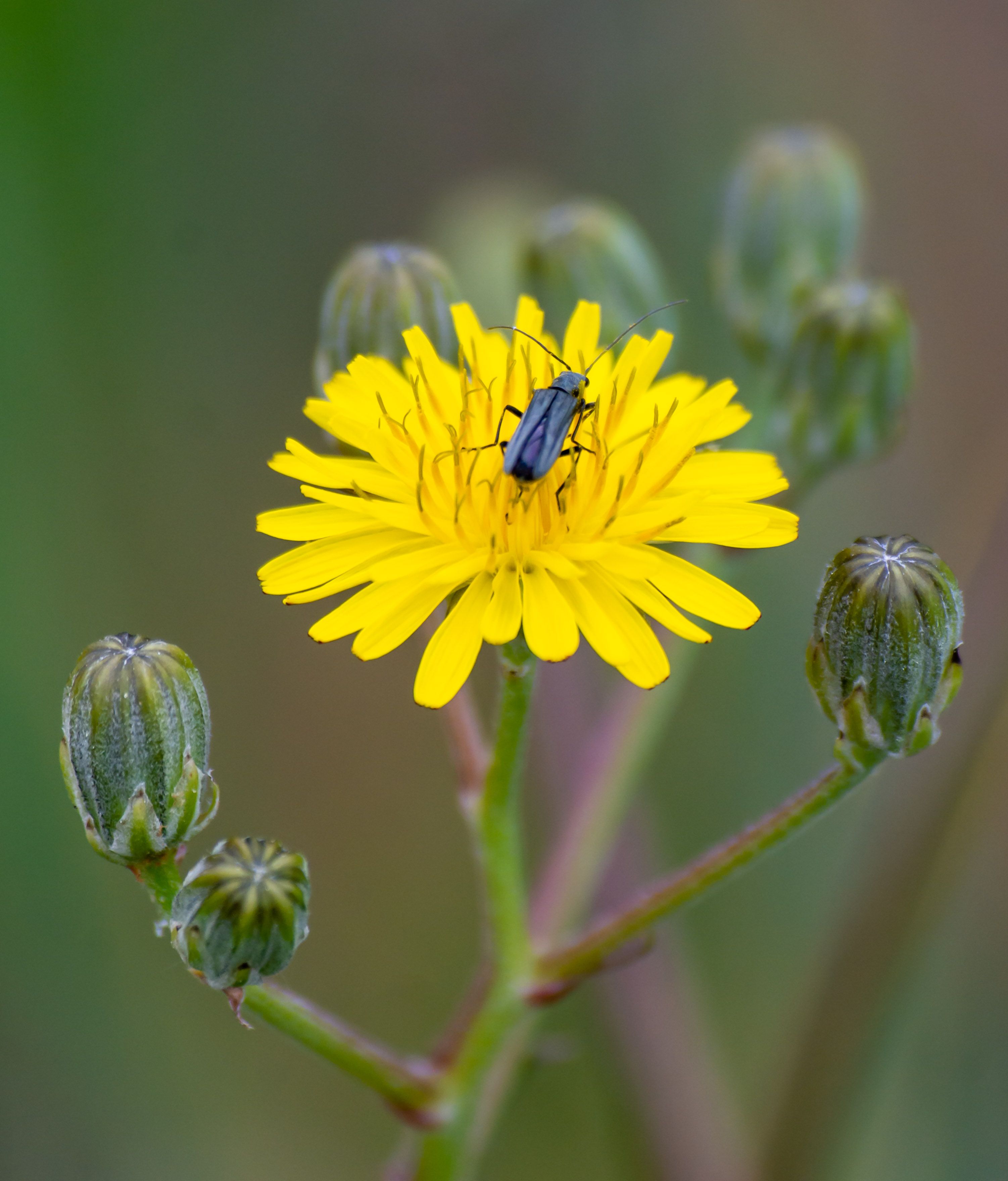 Close-up of a Yellow Flower with Insect · Free Stock Photo