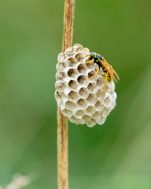 Free Detailed macro shot of a wasp constructing its nest on a plant stem, showcasing natural behavior. Stock Photo