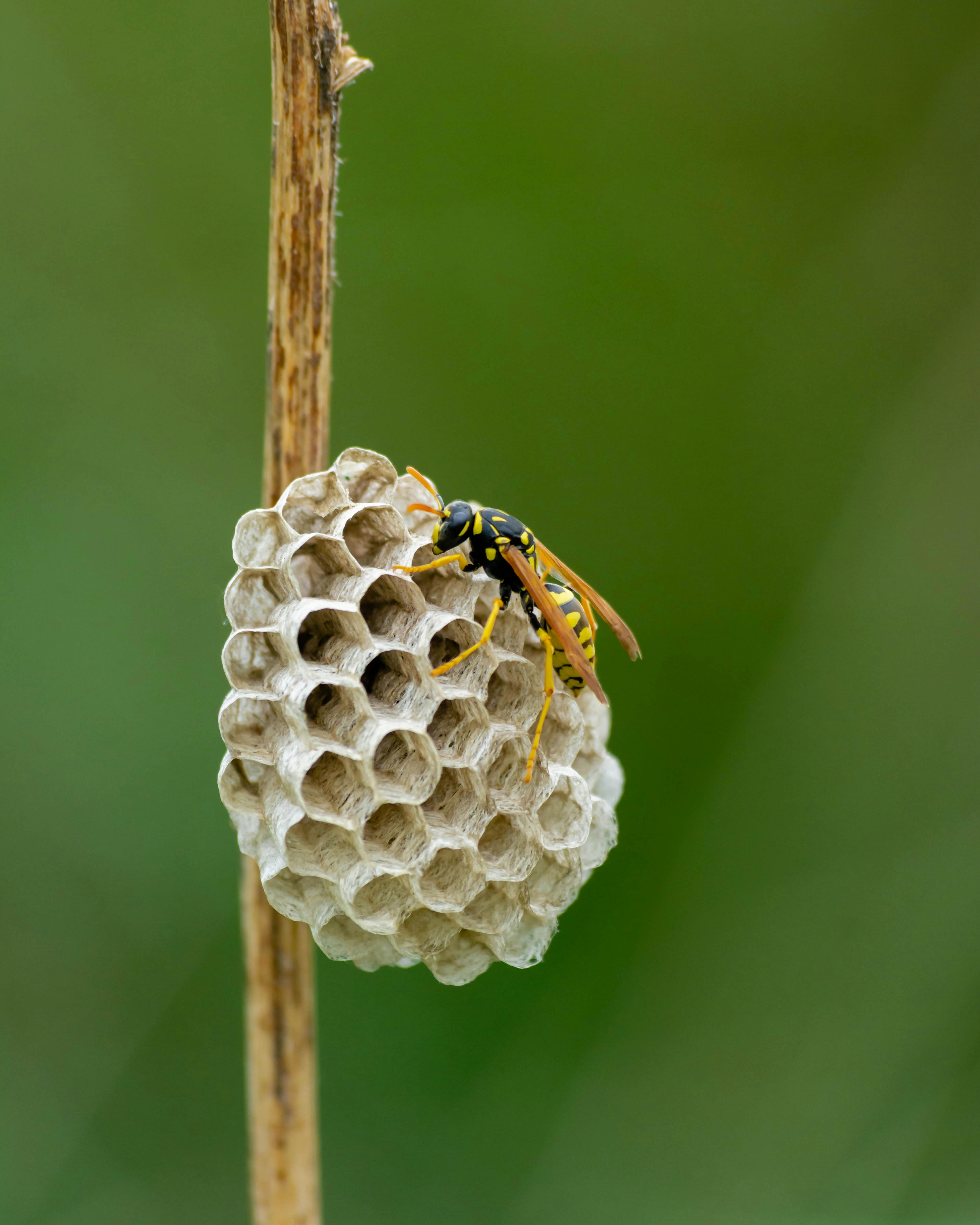 Macro shot of a paper wasp tending to its hexagonal nest, showcasing natural insect architecture.