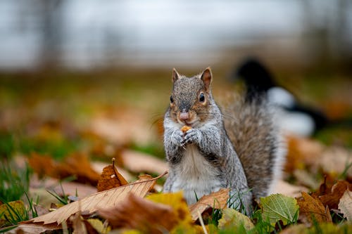 Free Brown Squirrel on Brown Dried Leaves Stock Photo