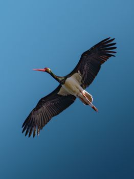 A black stork soaring gracefully through a cloudless blue sky, showcasing its impressive wingspan.