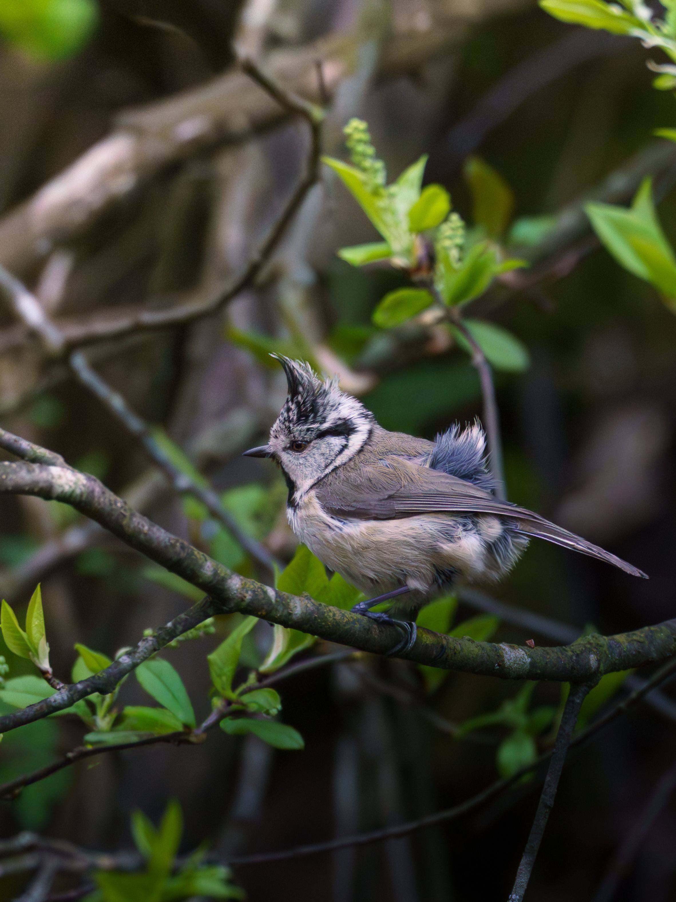 Crested tit resting on a branch surrounded by vibrant green leaves in a natural setting.