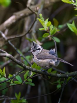 Crested tit resting on a branch surrounded by vibrant green leaves in a natural setting.