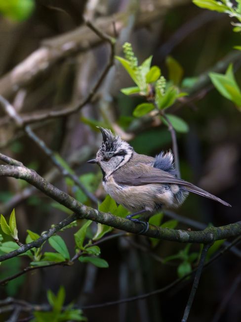 Crested tit resting on a branch surrounded by vibrant green leaves in a natural setting.