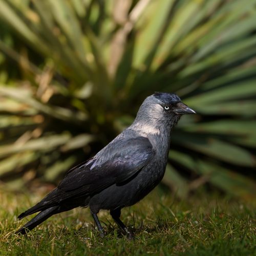 Free A Western Jackdaw stands alert on grass with blurred green foliage in the background. Stock Photo