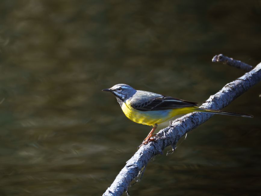 A bright grey wagtail perched on a branch, showcasing vibrant plumage in a natural setting.