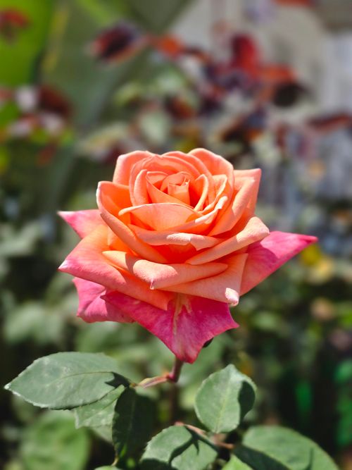 Free Close-up of a stunning peach and pink rose in full bloom against a blurry garden background. Stock Photo