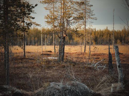 Free Captivating autumn scene with trees and fields in Lapland, Finland, showcasing nature's beauty. Stock Photo