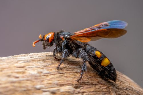 Free Close-up of a scoliid wasp with vibrant colors perched on a wooden surface, showcasing intricate insect details. Stock Photo