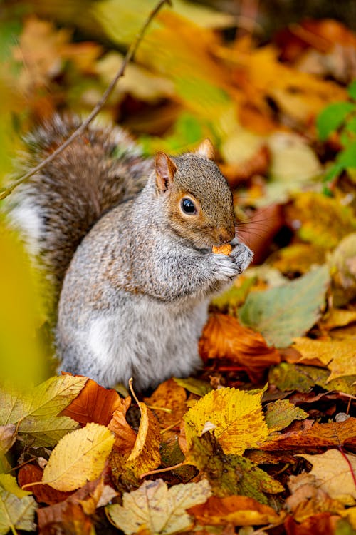 Free Gray and White Squirrel on Brown Leaves Stock Photo