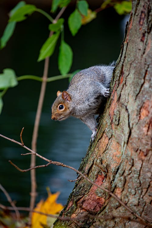 Kostenlos Graues Eichhörnchen Auf Braunem Ast Stock-Foto