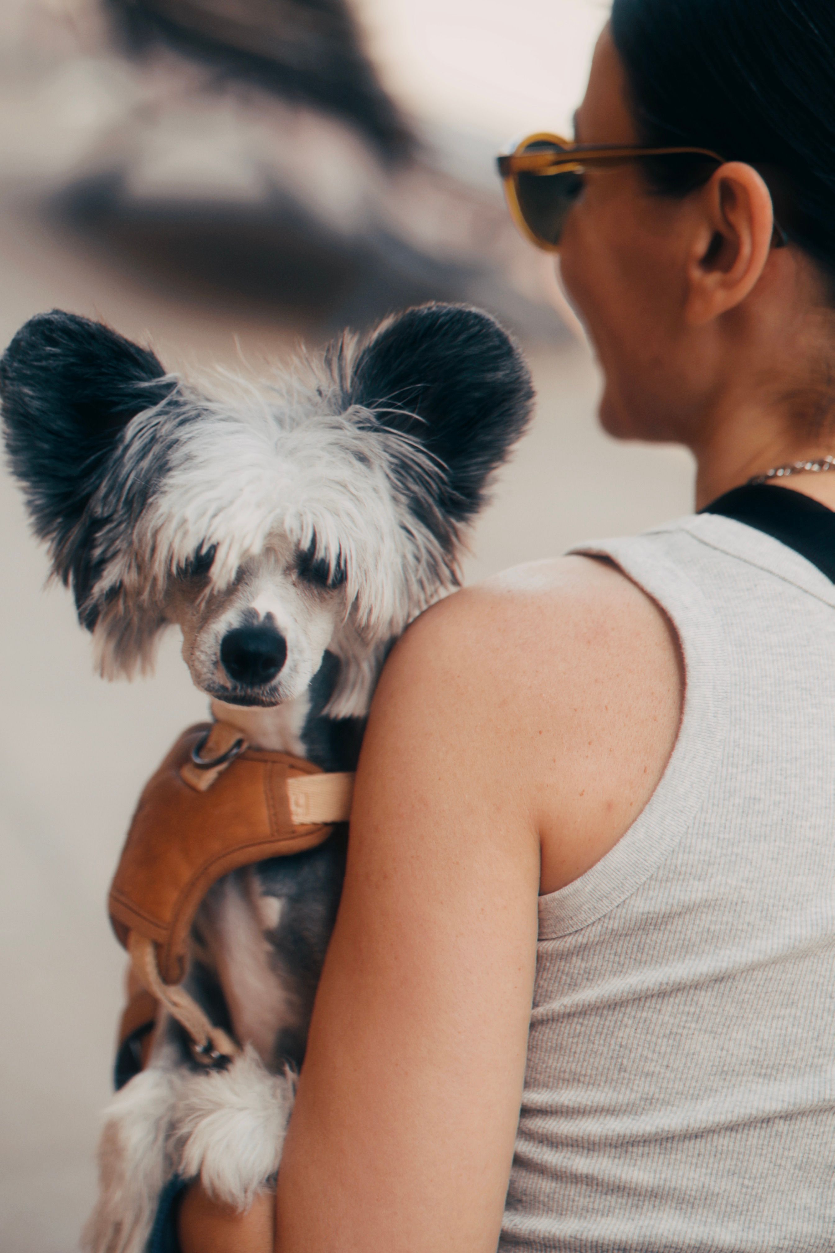 Meilleurs harnais pour chiens 