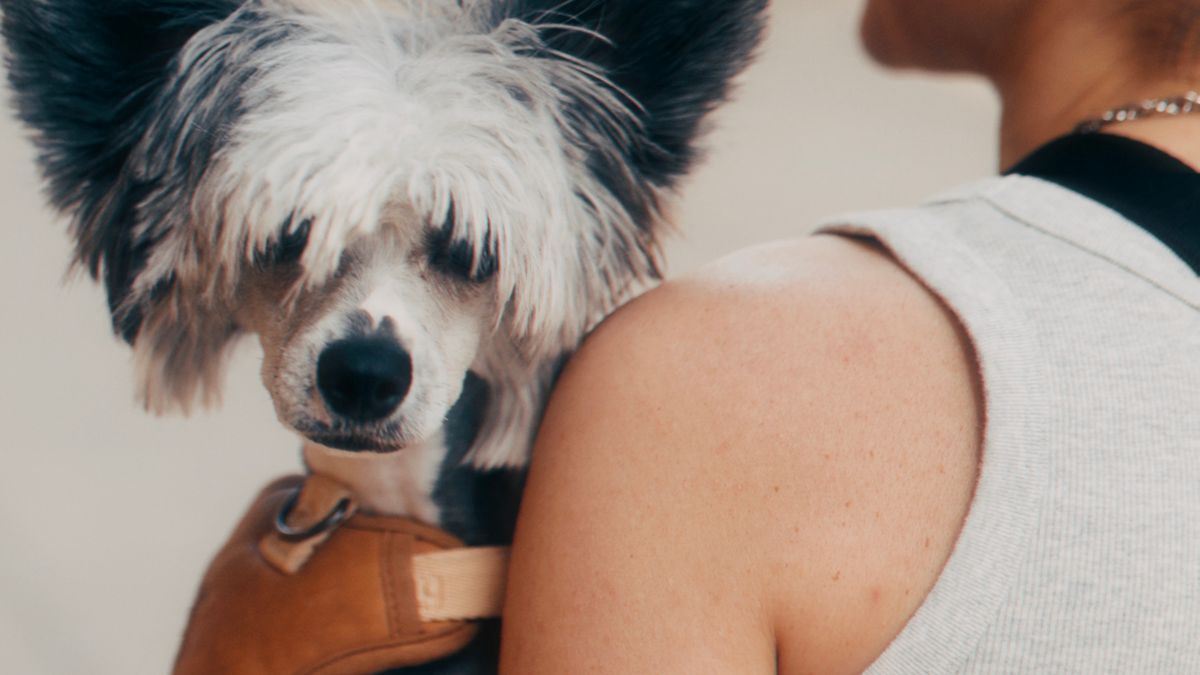 Meilleurs harnais pour chiens