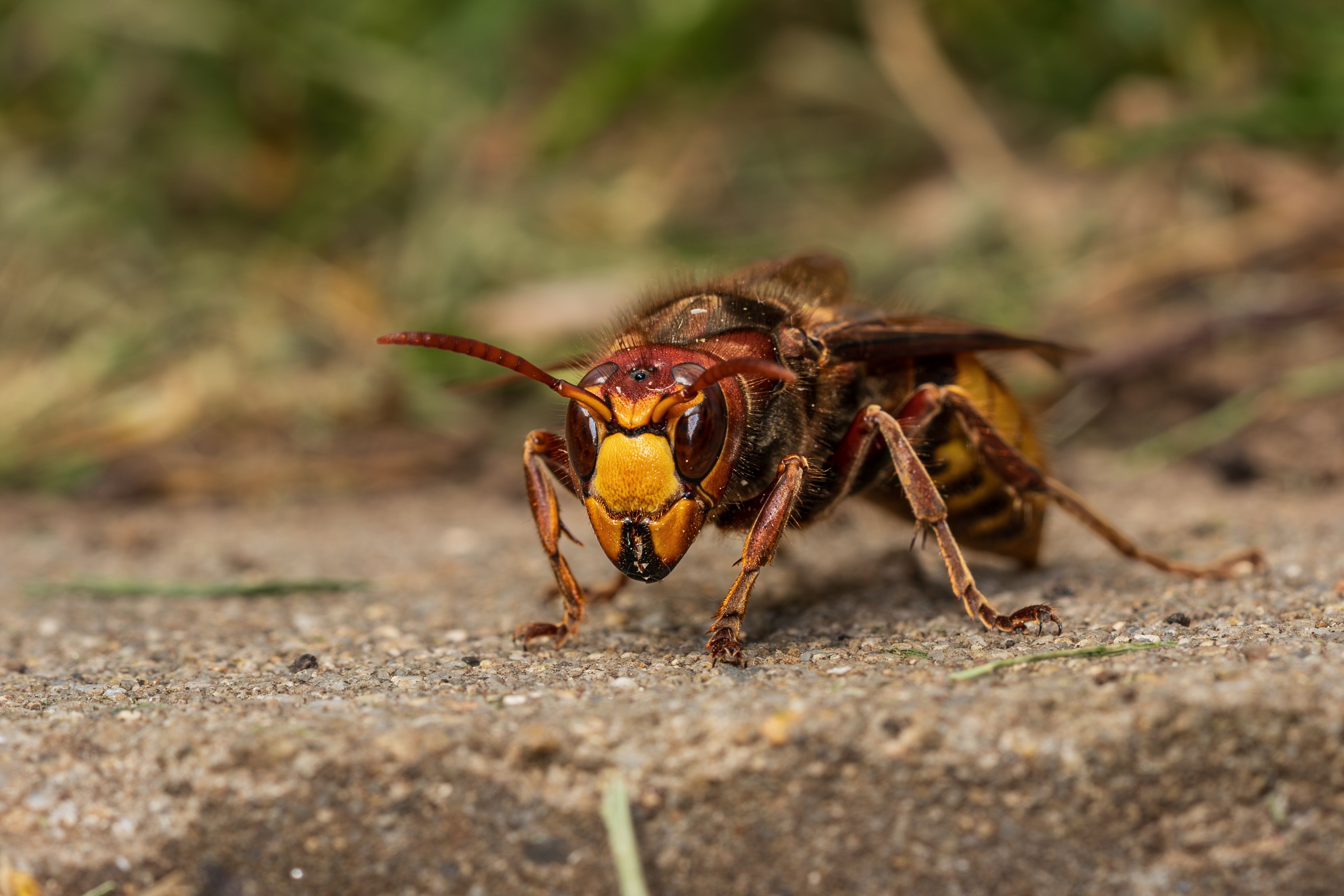 Hornet