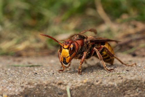 Free Detailed image of a European hornet (Vespa crabro) on a natural background. Stock Photo