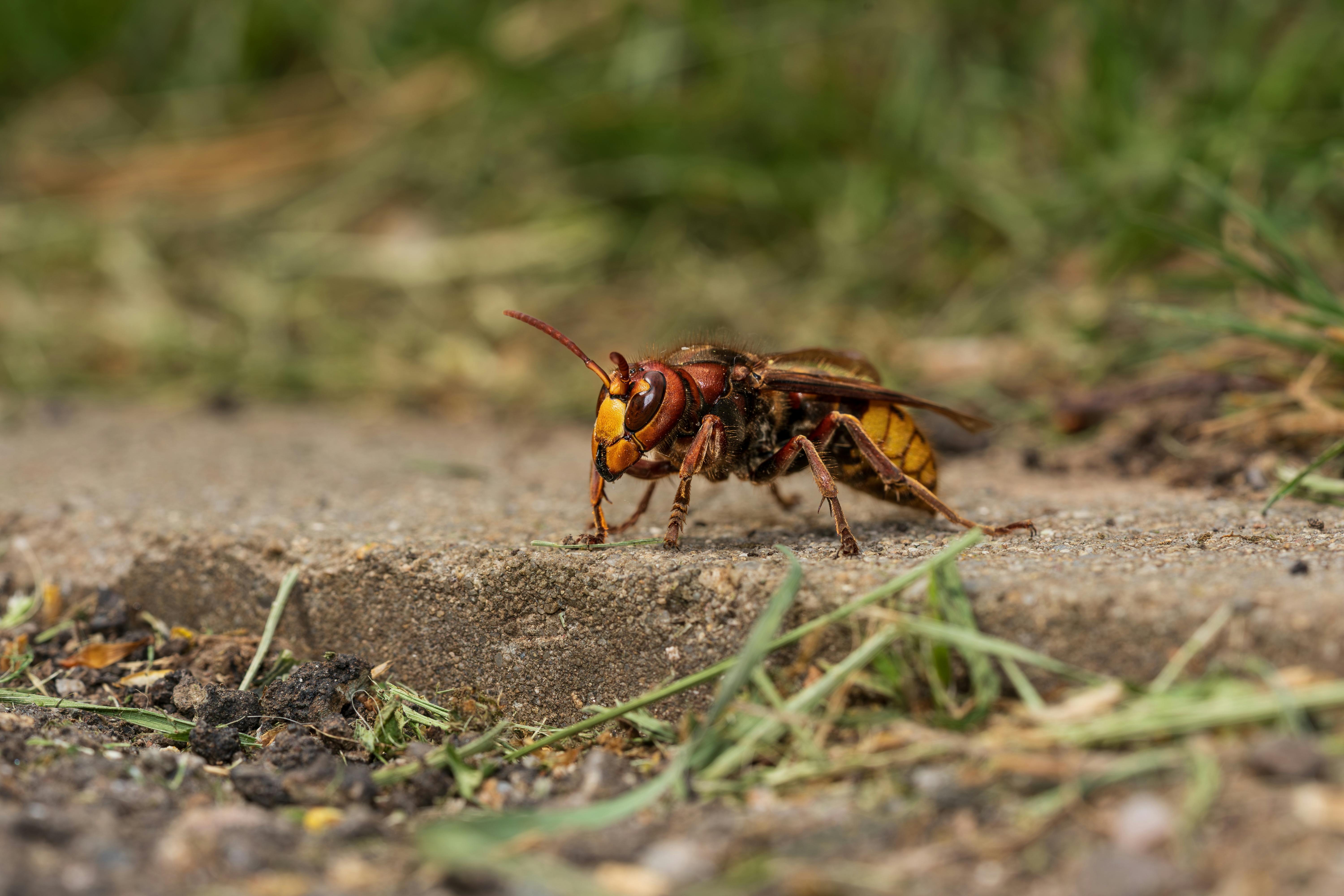 Macro shot of a European hornet (Vespa crabro) crawling on a concrete surface surrounded by grass.