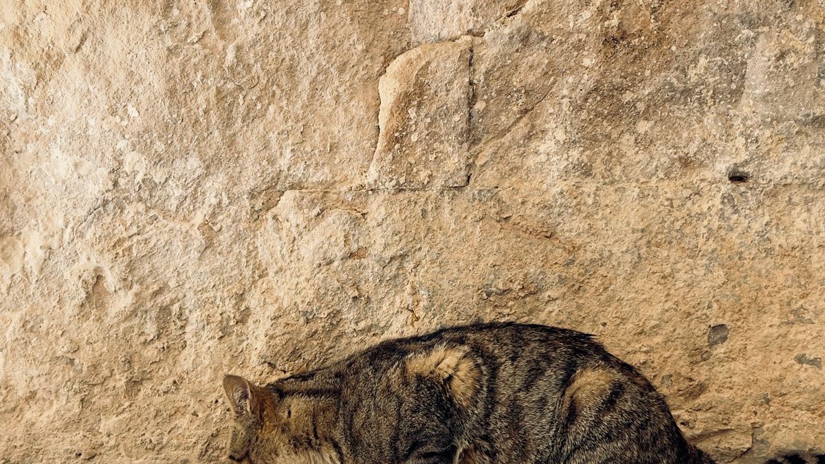 Alimentation chat stérilisé prise de poids