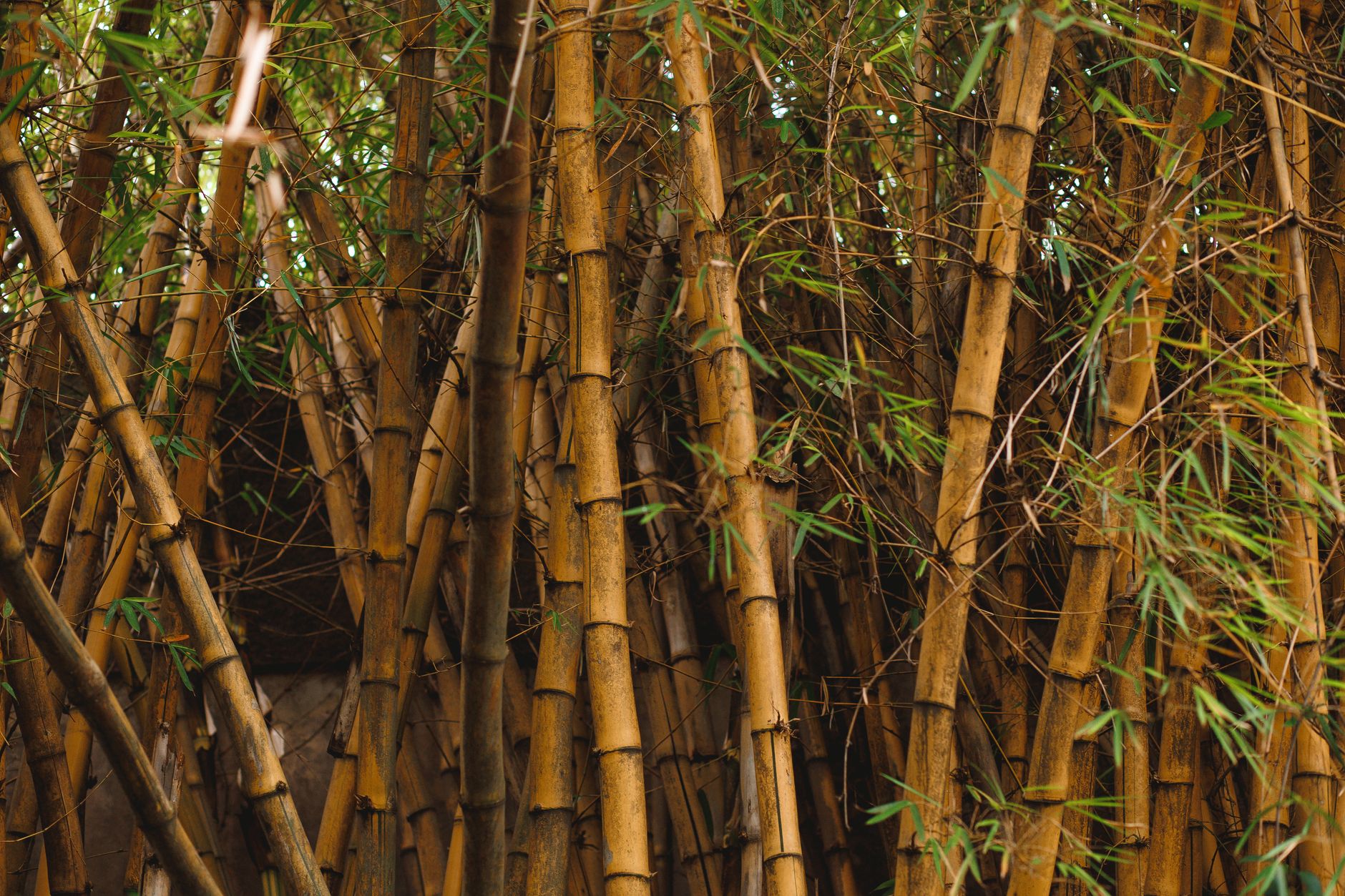 bamboo