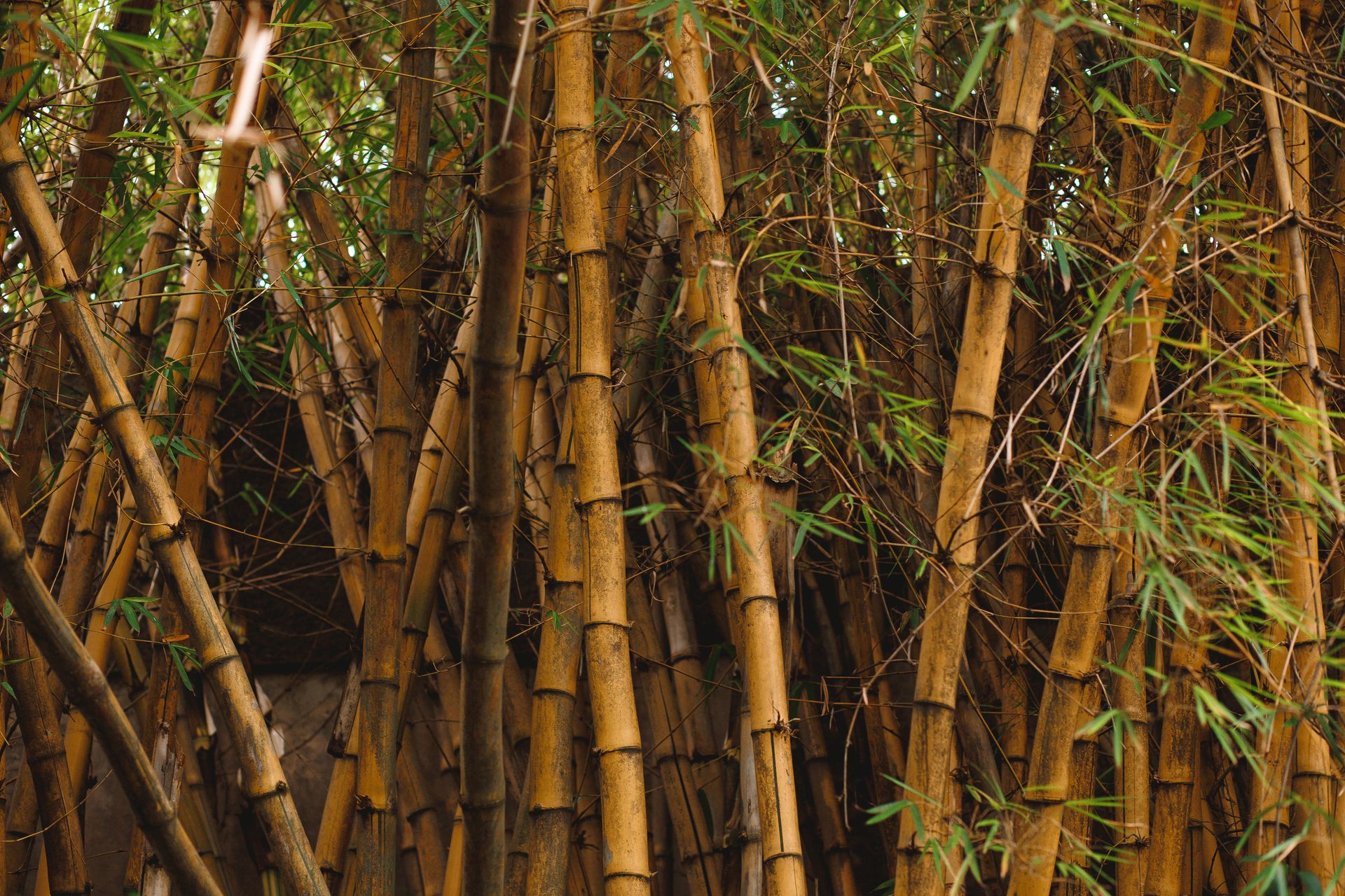 bamboo