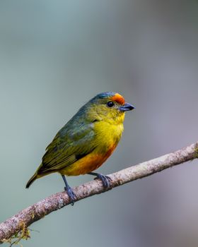 Vibrant bird with green and yellow plumage perched on a branch in Costa Rica's lush nature.