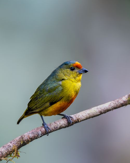 Free Vibrant bird with green and yellow plumage perched on a branch in Costa Rica's lush nature. Stock Photo
