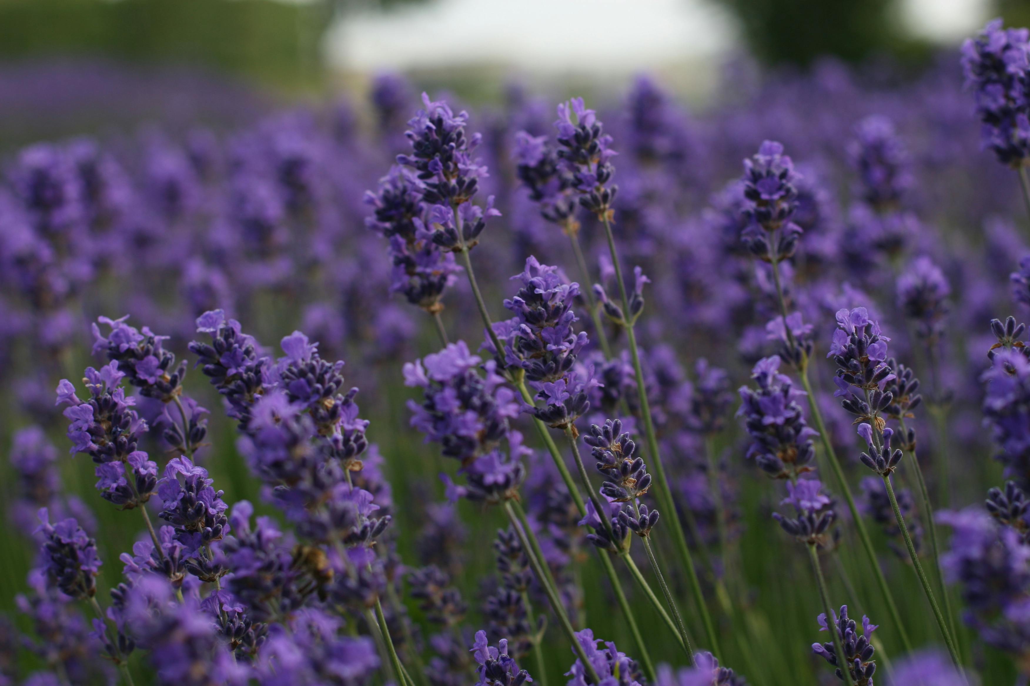 Lavender Field Images  Free Download on Freepik