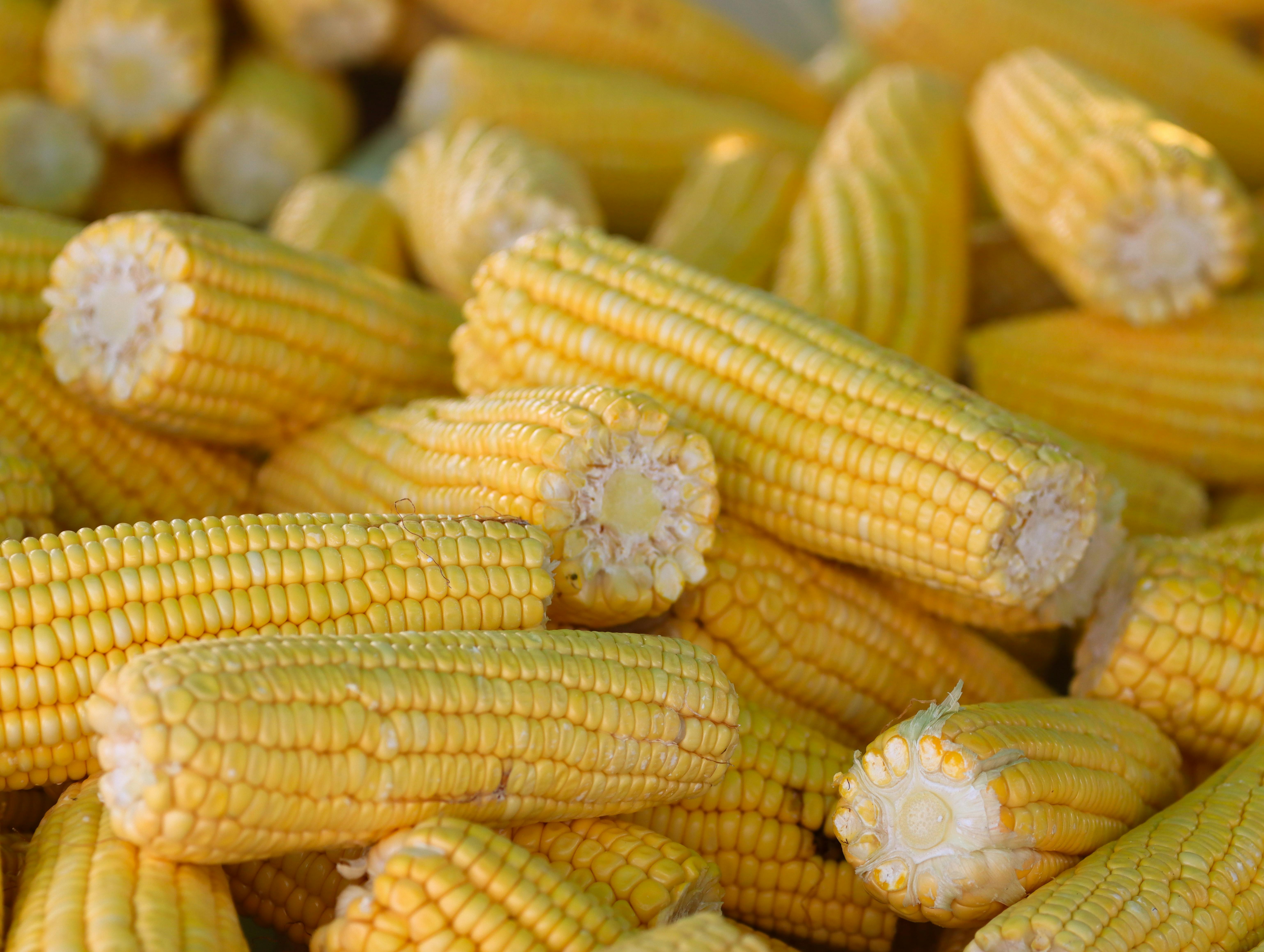 Transposon Mutator do milho revela preferências de inserção conservadas entre tecidos