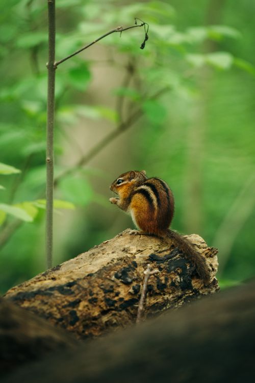 Free A cute chipmunk stands perched on a log surrounded by lush greenery in a spring forest. Stock Photo