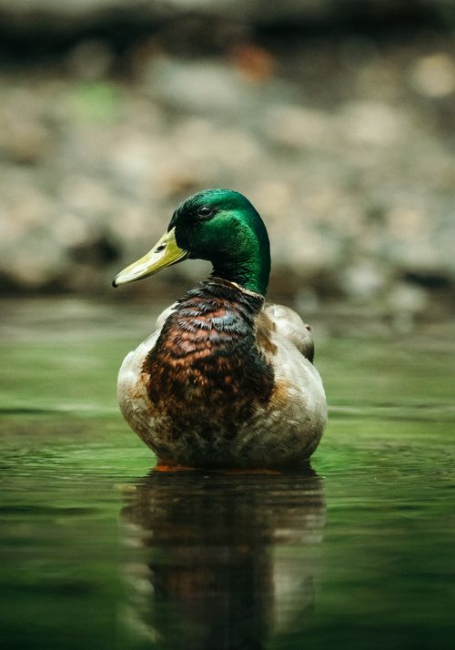 Free Close-up of a vibrant male mallard duck with a green head in calm water. Stock Photo