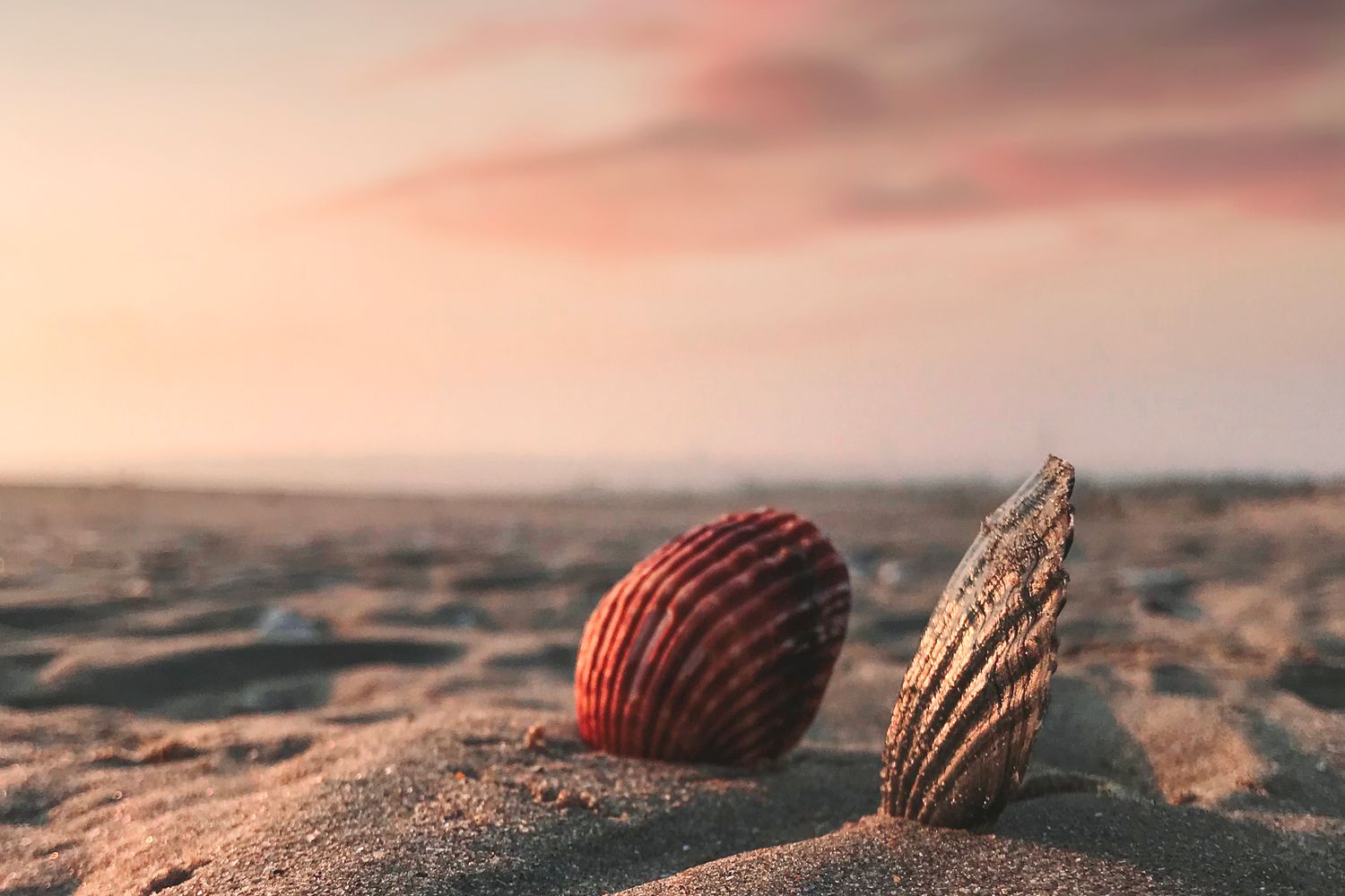 Photo Shell 1,000 free sea shells – seashell images | XAKY