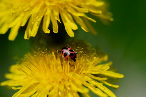 Free Close-up image of a red ladybug on bright yellow dandelion with green blurred background. Stock Photo