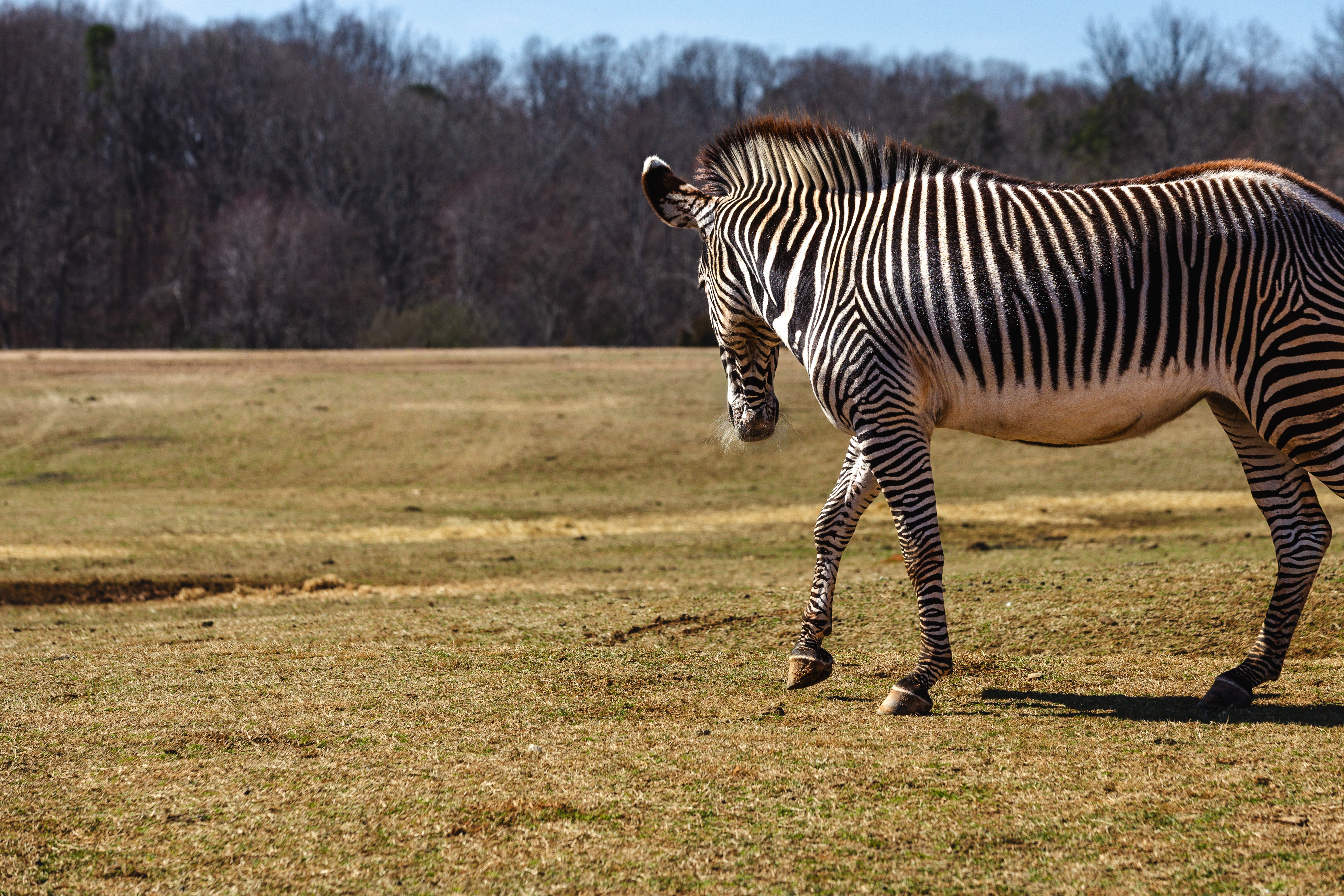 Zebra Grazing on a Sunny Field in Spring · Free Stock Photo