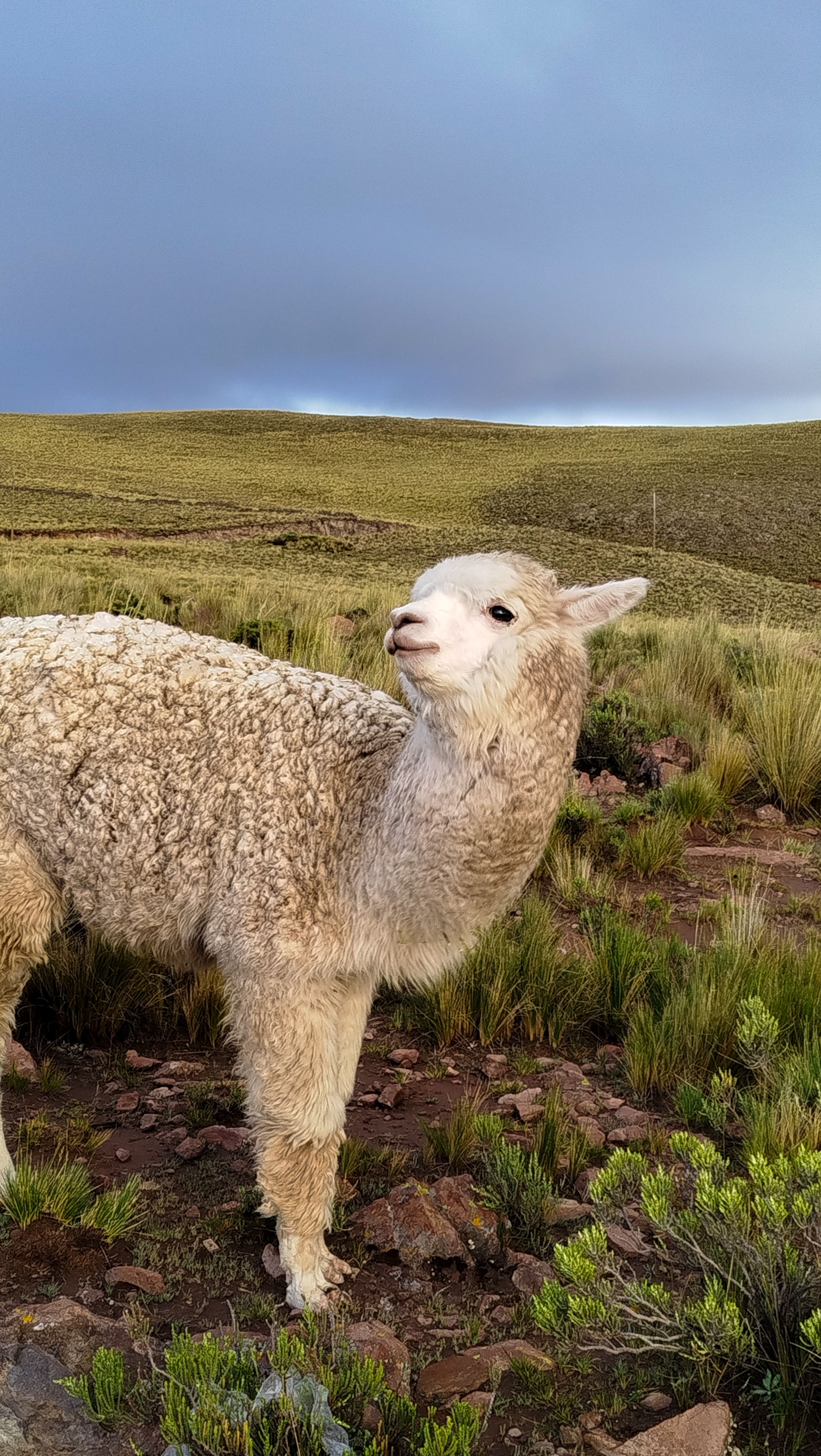 Alpaca standing gracefully in the scenic highlands of Arequipa, Peru. Perfect nature shot.