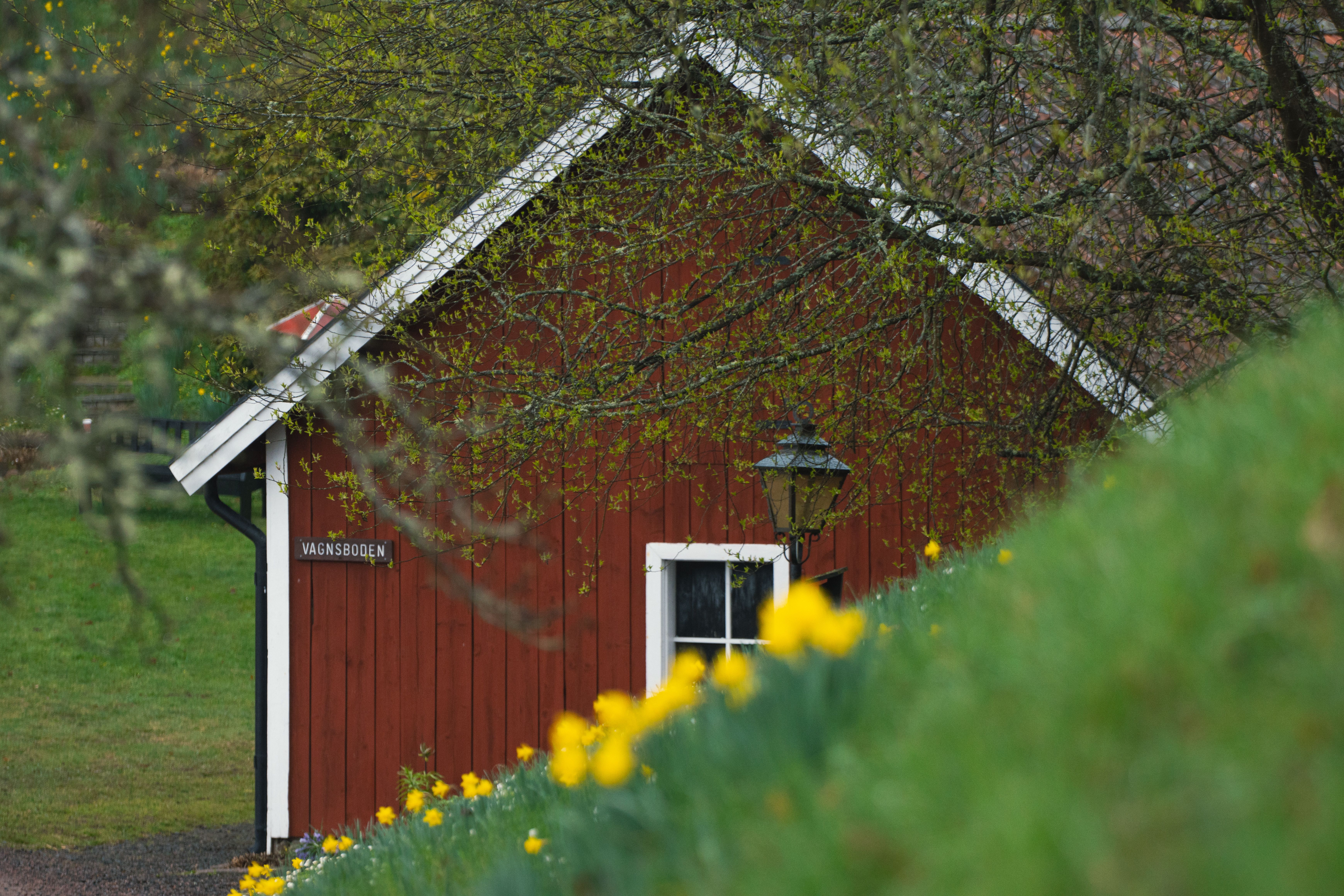 A rustic red cabin amidst blooming yellow flowers in Jönköping, Sweden, evoking a peaceful spring ambiance.