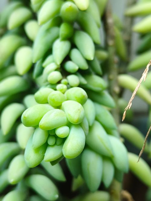 Free Detailed view of a Sedum morganianum with its lush green leaves. Stock Photo