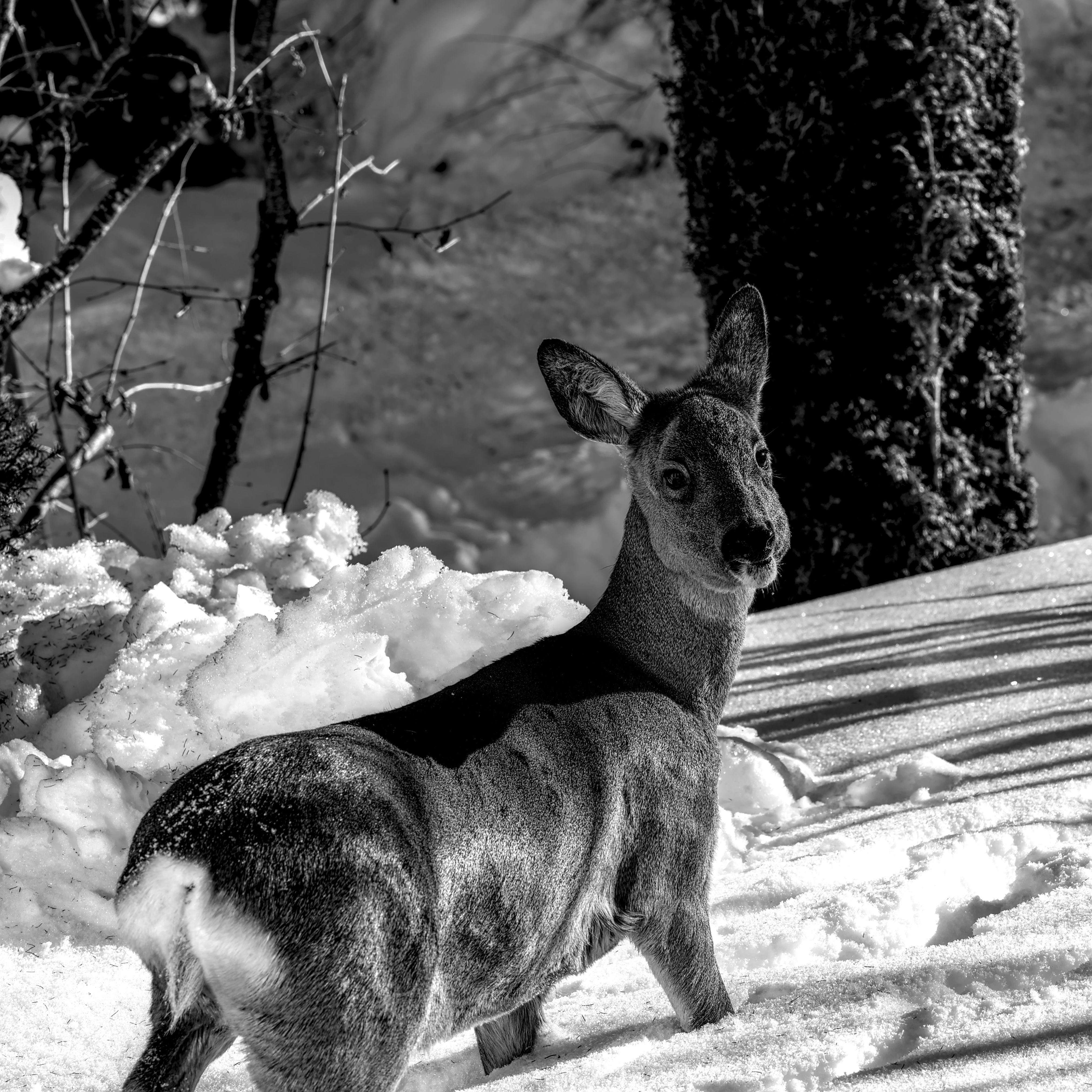 A deer stands gracefully in a snowy winter landscape. Black and white photo.