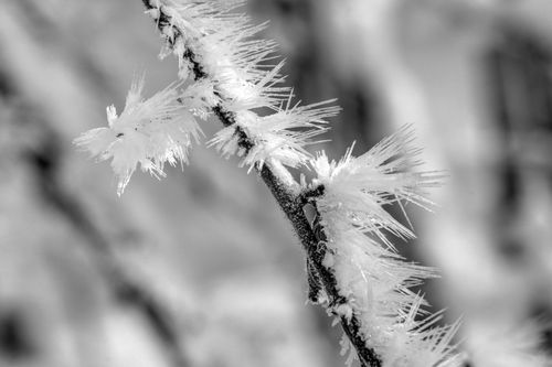 Free Detailed black and white image of intricate frost crystals forming on a branch, capturing winter's beauty. Stock Photo