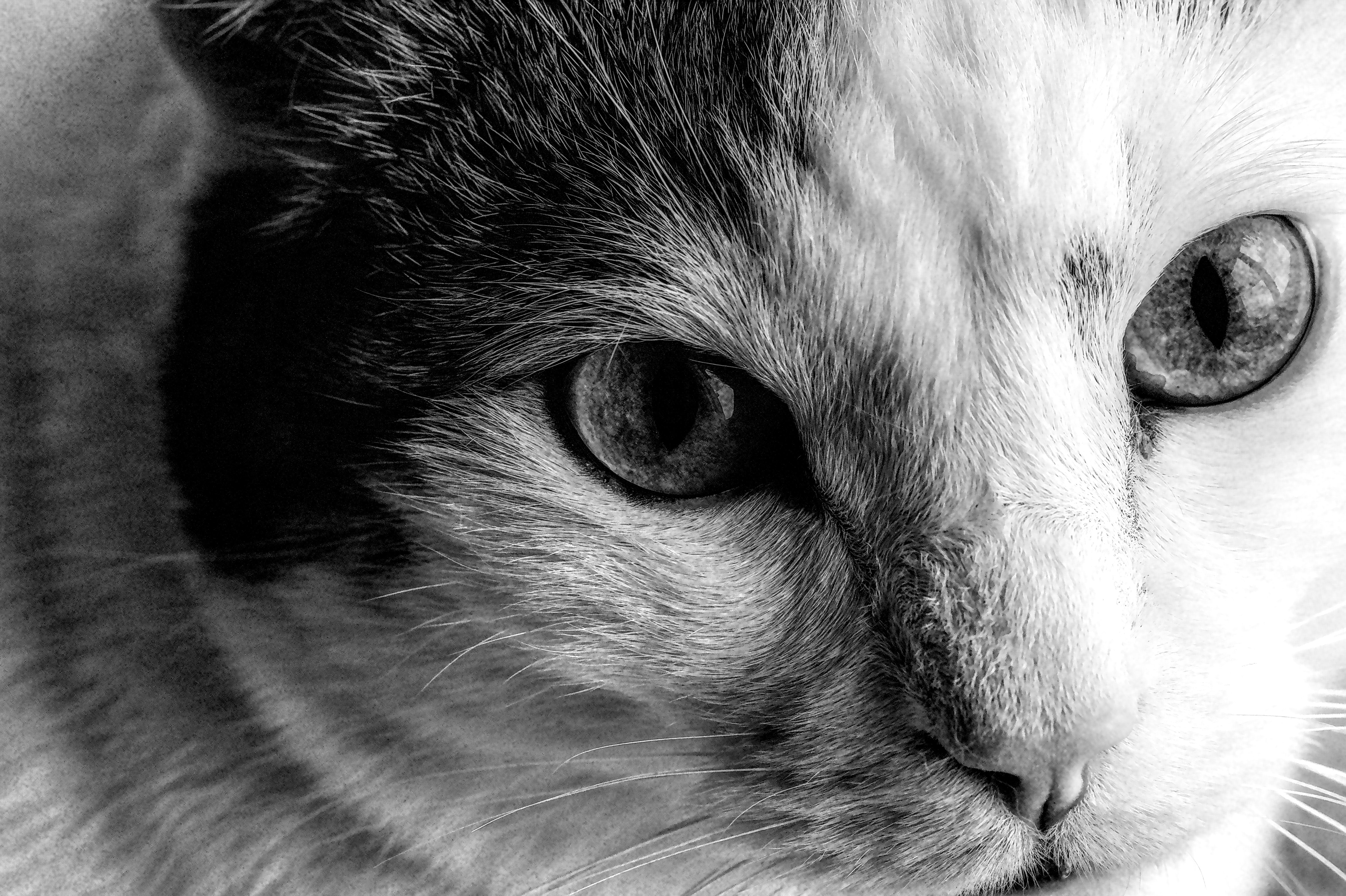Close-Up Black and White Cat Portrait · Free Stock Photo