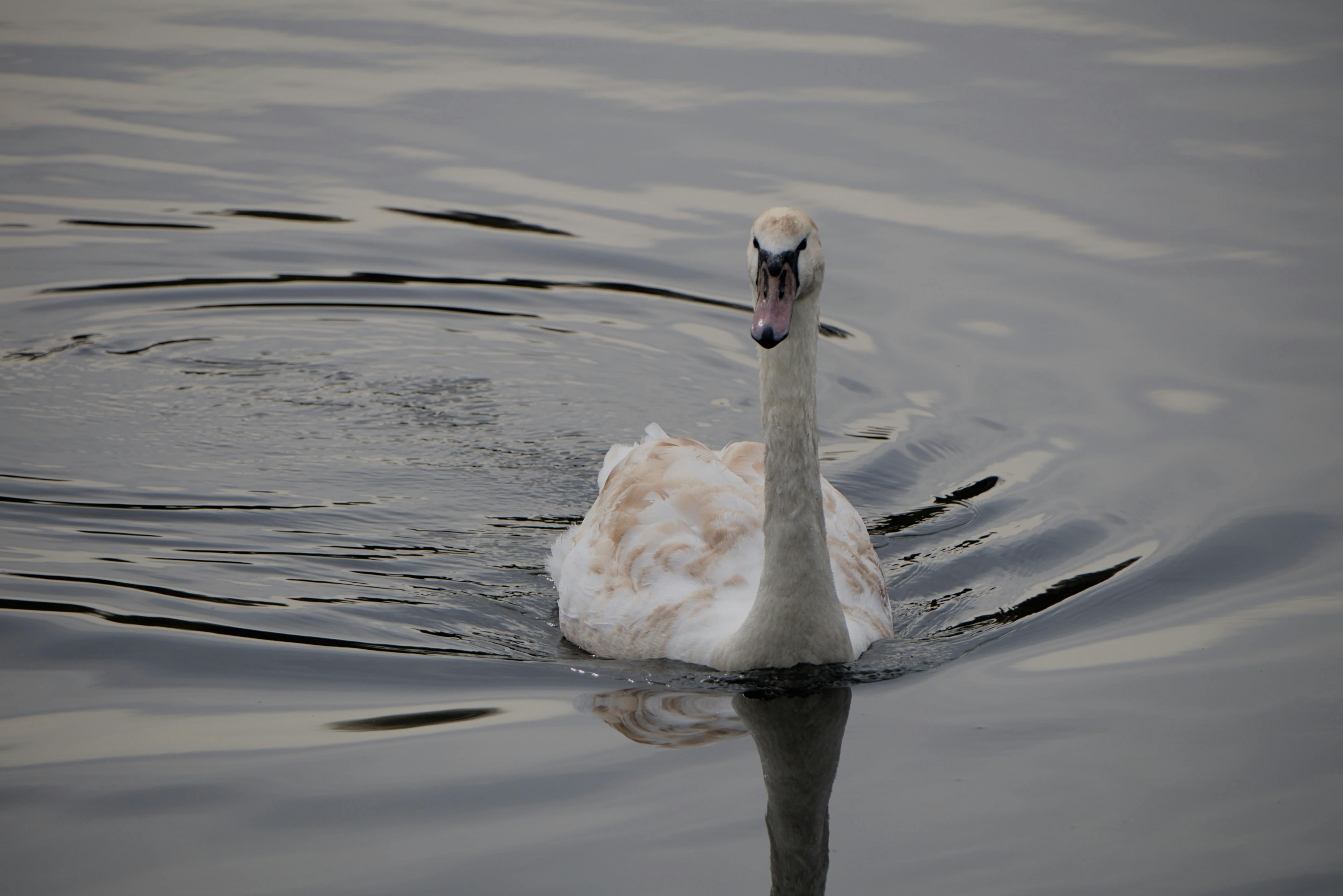 Elegant swan floats gracefully on rippling water. Perfect for nature themes.