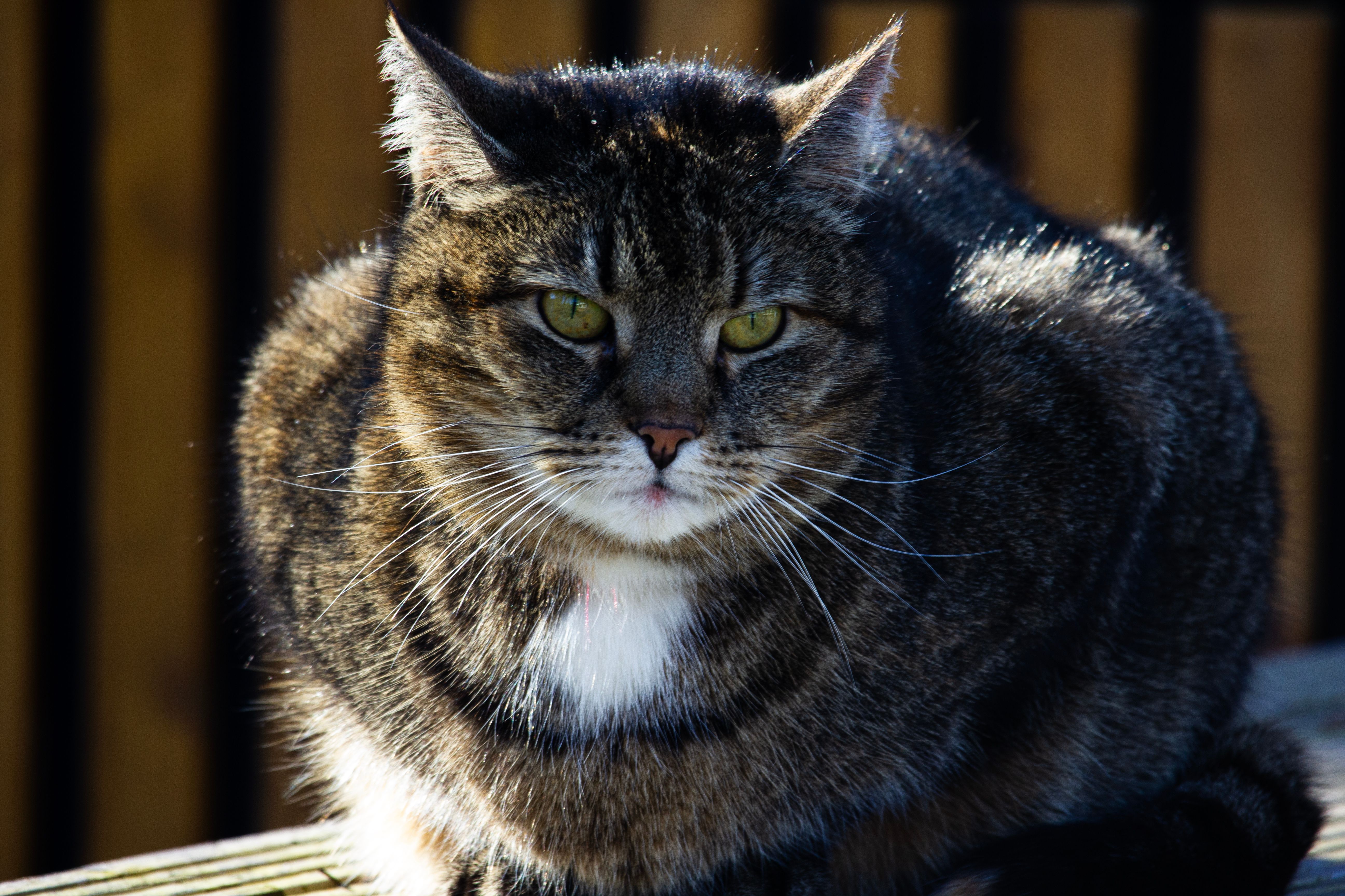 Portrait of a cat at a veterinary clinic